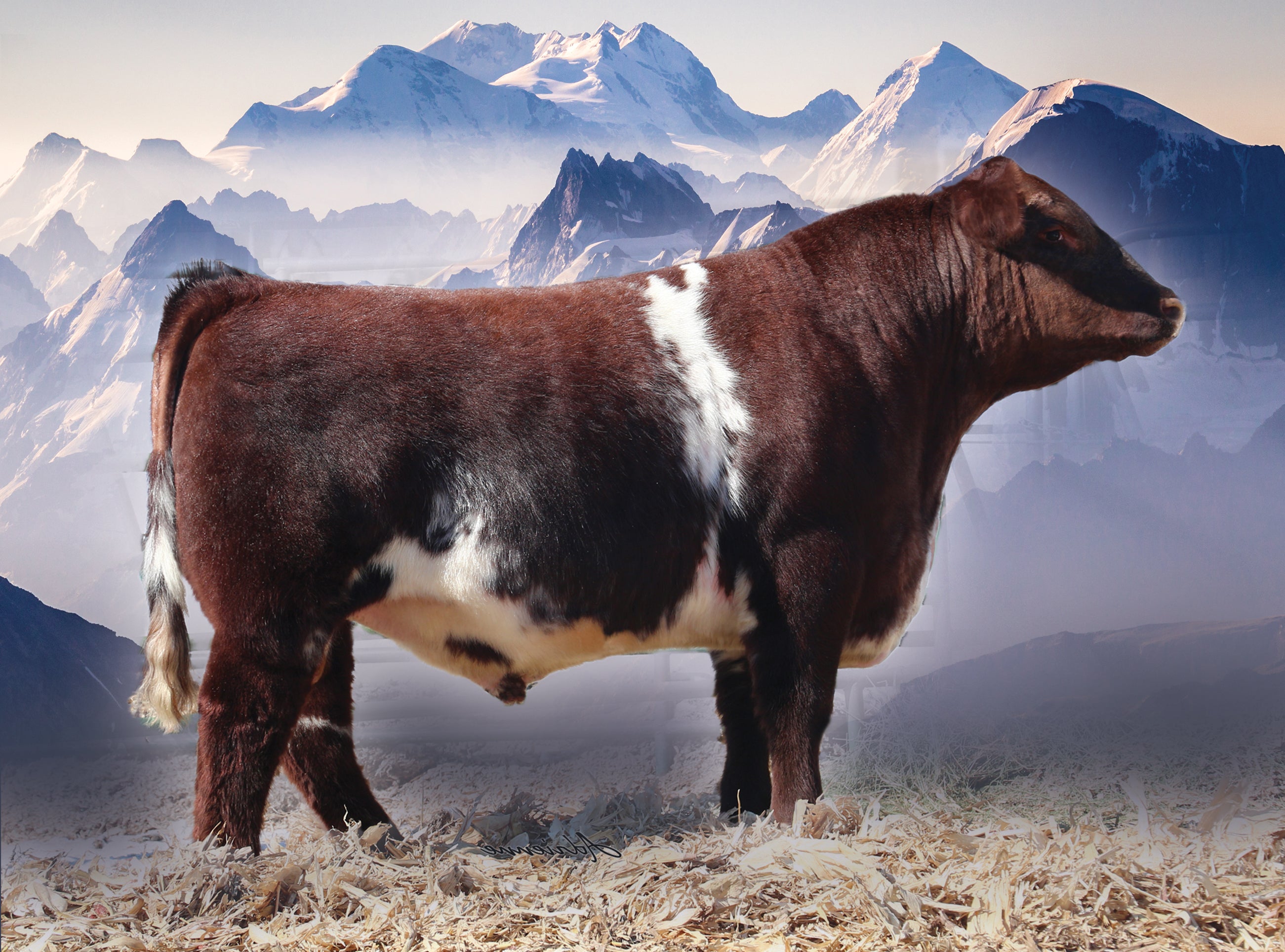 Bar N Conviction 011H